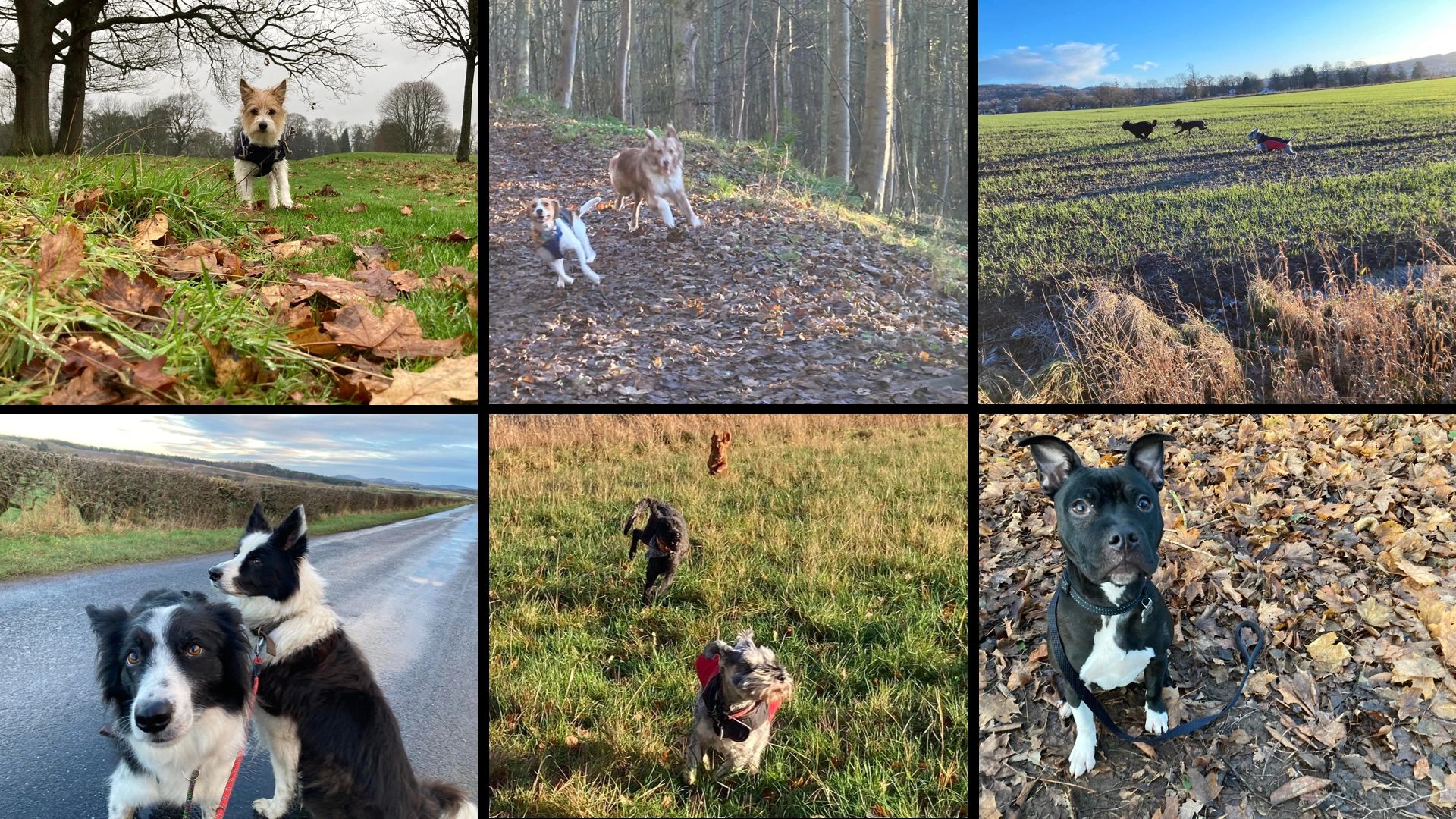 Perth Dog Walking Dog Walking, Perth Dog Walkers, Dog Services